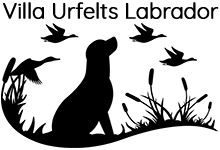 Villa Urfelts Labrador Retriever Kennel